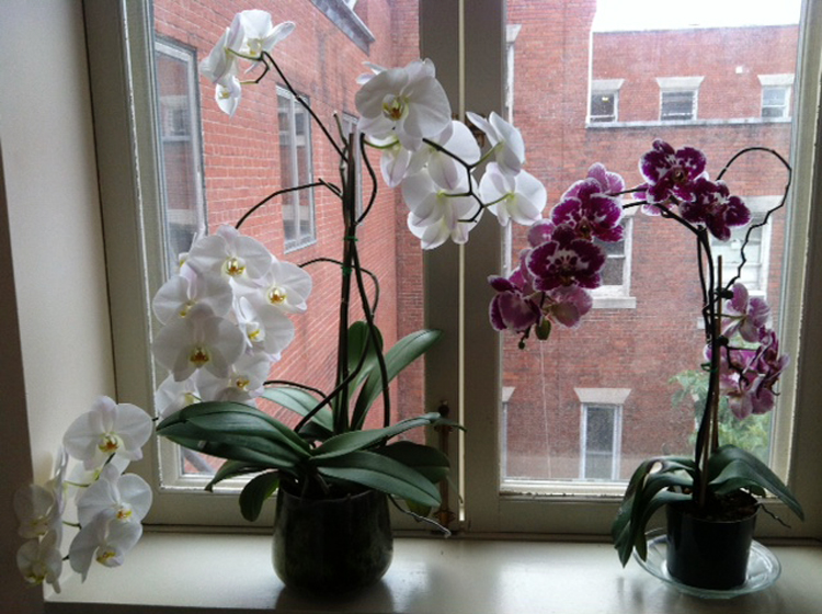 Photo of orchids in the museum staff break room by Darci Vanderhoff