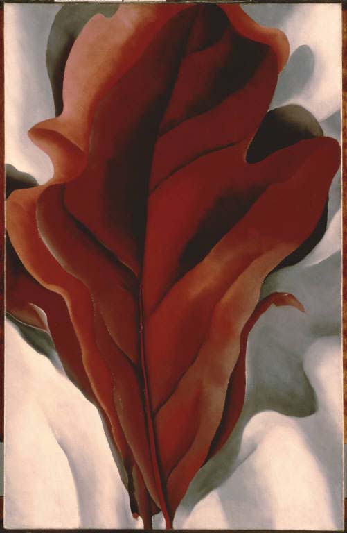 Georgia O'Keeffe, "Large Dark Red Leaves on White"; 1925, Oil on canvas, 31 x 21 in., The Phillips Collection, Acquired 1943; © 2008 The Georgia O’Keeffe Foundation/Artists Rights Society (ARS), New York.